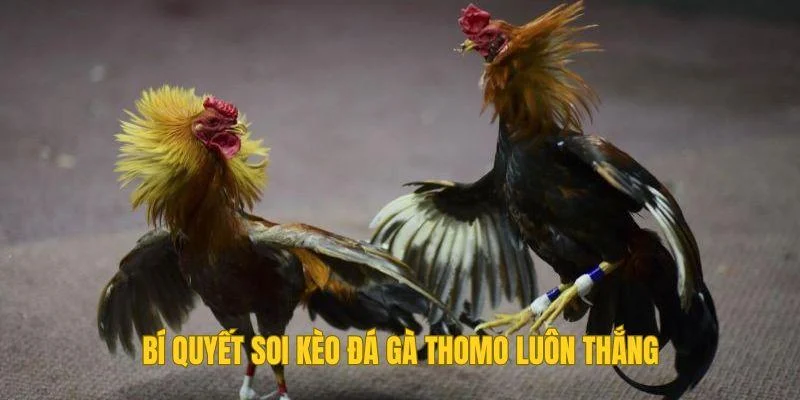 Bí quyết soi kèo đá gà Thomo luôn thắng