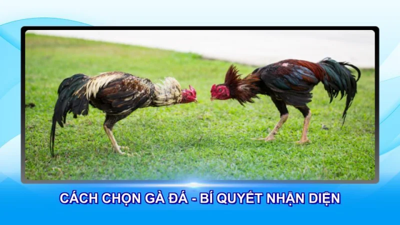 Cách Chọn Gà Đá - Bí Quyết Nhận Diện Chiến Kê Đẳng Cấp