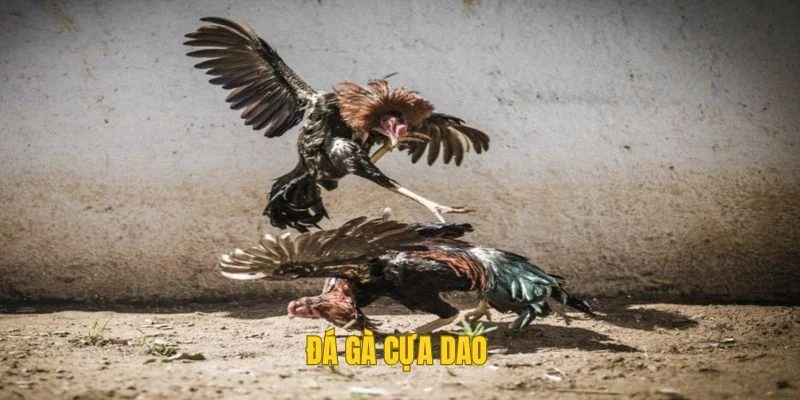 Đá Gà Cựa Dao – Bùng Nổ Của Cuộc Chiến Đọ Cựa Hùng Kê