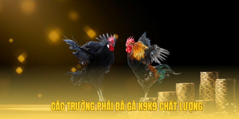 Các trường phái đá gà K9K9 chất lượng