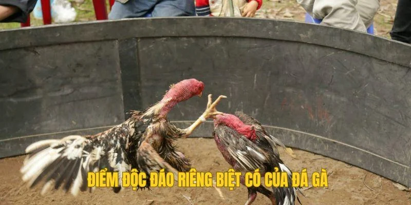 Điểm độc đáo riêng biệt có của đá gà