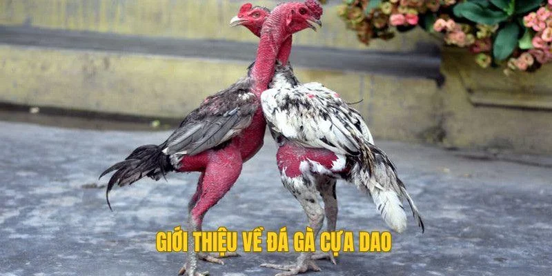 Giới thiệu về đá gà cựa dao