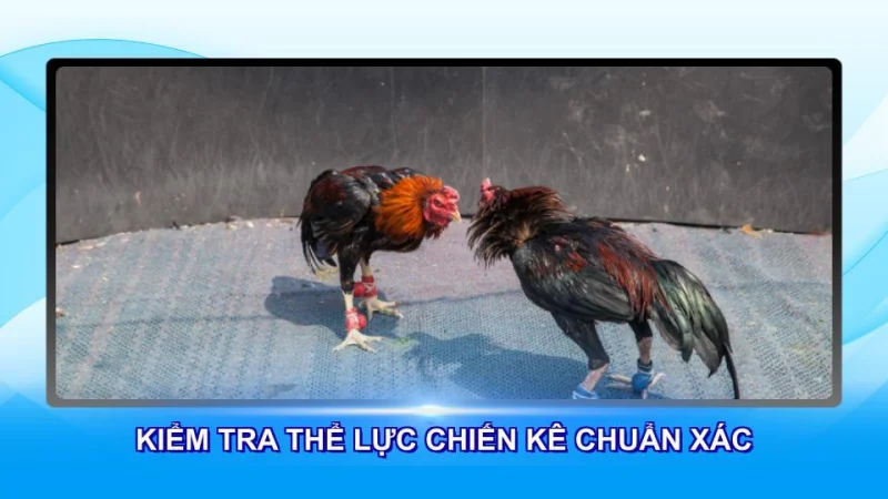 Kiểm tra thể lực chiến kê chuẩn xác
