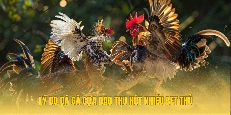 Lý do đá gà cựa dao thu hút nhiều bet thủ
