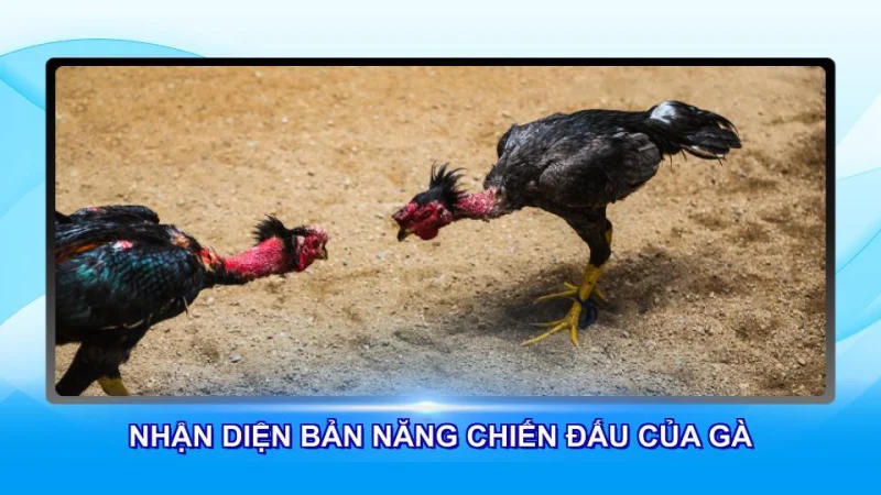 Nhận diện bản năng chiến đấu của gà