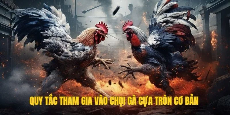Quy tắc tham gia vào chọi gà cựa tròn cơ bản