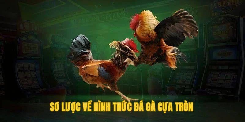 Sơ lược về hình thức đá gà cựa tròn