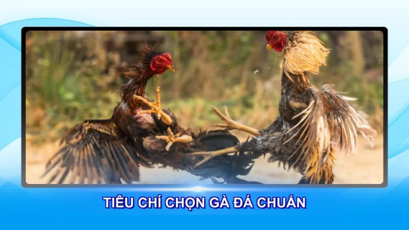 Tiêu chí chọn gà đá theo chuẩn chuyên gia
