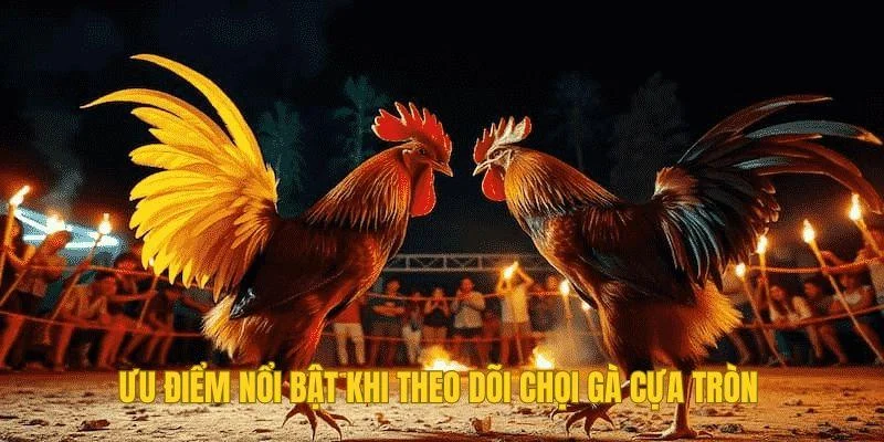 Ưu điểm nổi bật khi theo dõi chọi gà cựa tròn