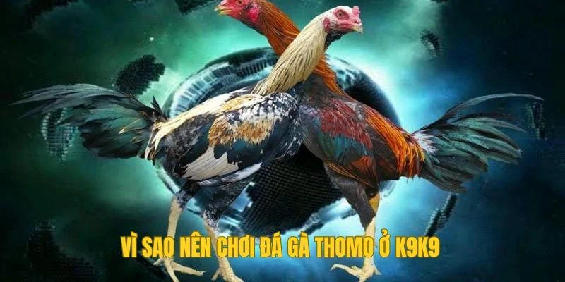 Vì sao nên chơi đá gà Thomo ở K9K9
